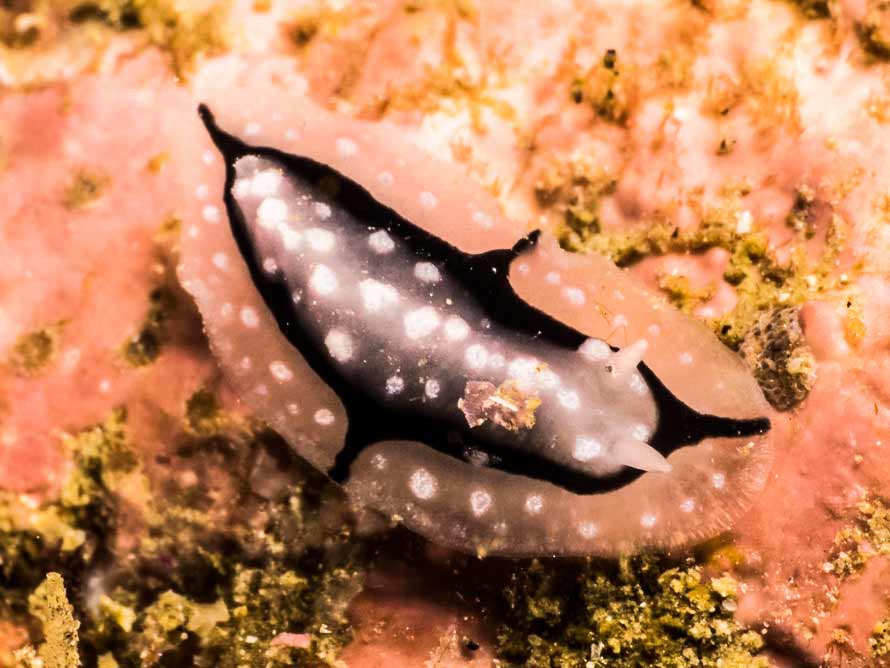 Phyllidiopsis shireenae